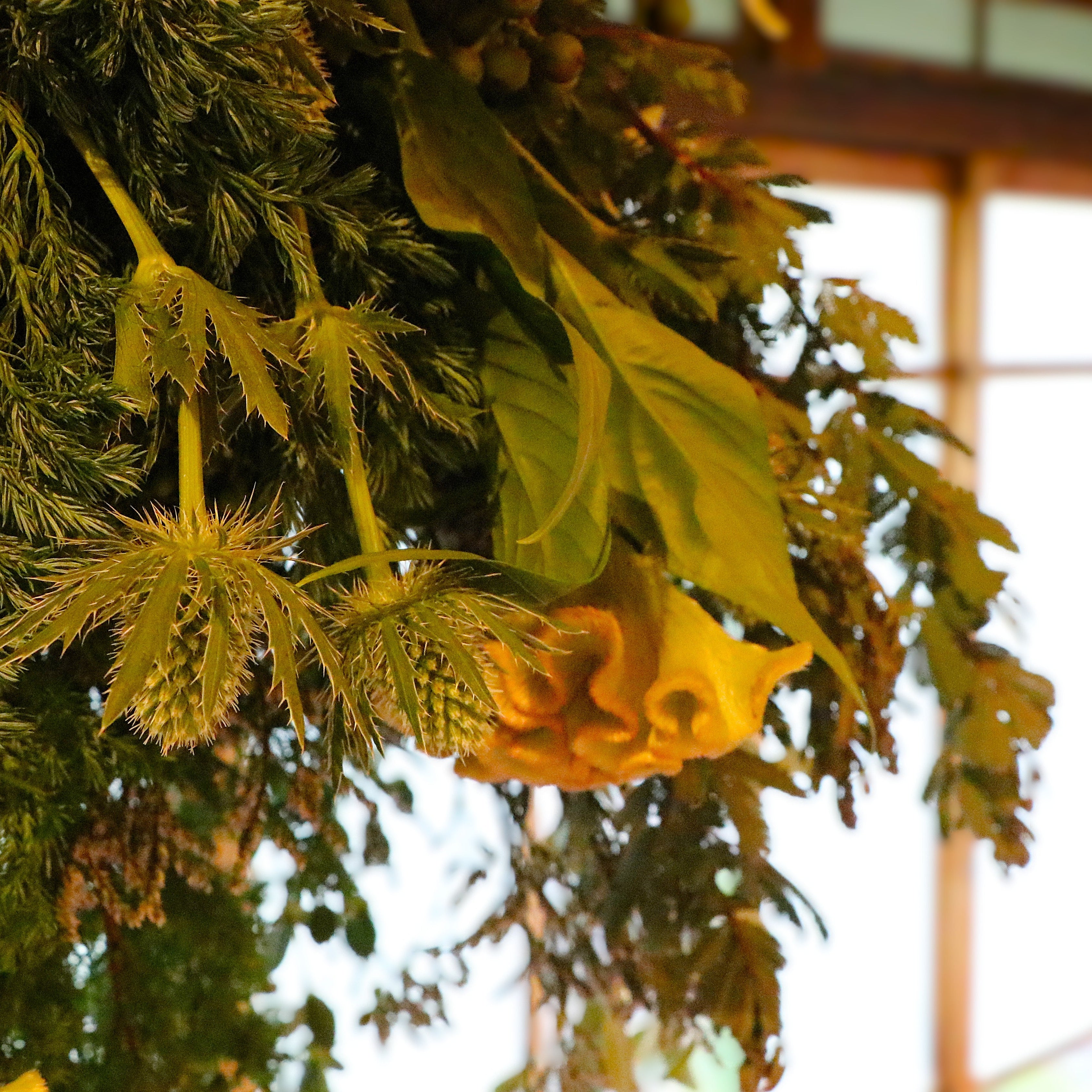 Eternal Forest | Swag